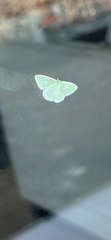 Synchlora