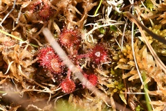 Drosera