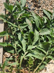 Brassicaceae