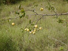 Malus sylvestris