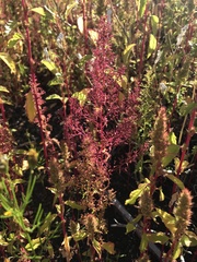 Dysphania graveolens