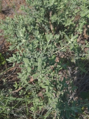 Buddleja scordioides
