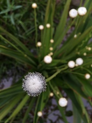 Eriocaulaceae