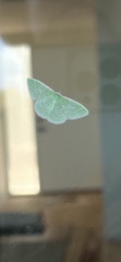 Synchlora