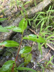 Persicaria maculosa