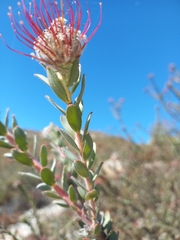 Leucospermum calligerum