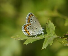 Plebejus