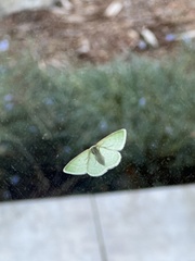 Synchlora