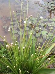 Eriocaulaceae