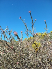 Leucospermum calligerum