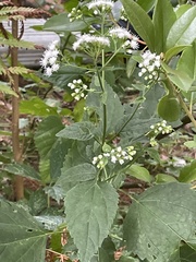 Ageratina altissima