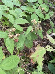 Rubus