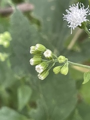 Ageratina altissima