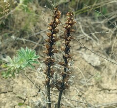 Orobanche