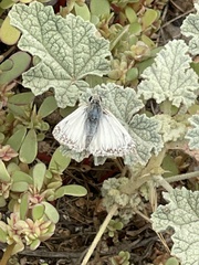 Heliopetes ericetorum