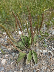 Plantago depressa