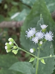 Ageratina altissima