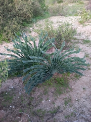 Boophone haemanthoides