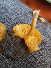 Cantharellus minor