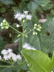 Ageratina altissima