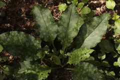 Pulmonaria officinalis