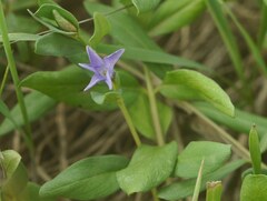 Vinca herbacea