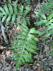 Woodwardia areolata