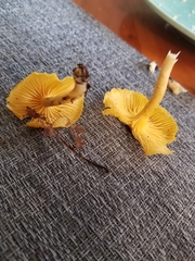 Cantharellus minor