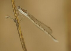 Sympecma fusca