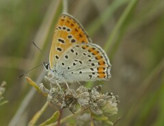 Lycaena thersamon