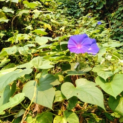 Ipomoea