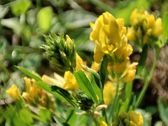 Medicago falcata