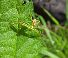 Diaea dorsata