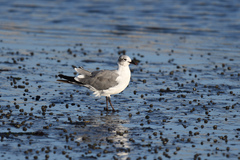 Leucophaeus atricilla