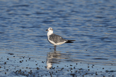 Leucophaeus atricilla