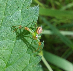 Diaea dorsata