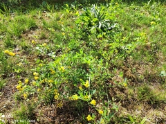 Medicago falcata