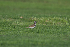 Charadrius vociferus