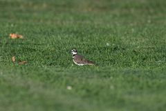 Charadrius vociferus