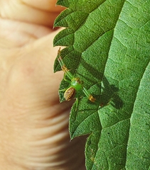 Diaea dorsata