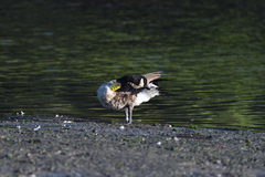 Branta canadensis