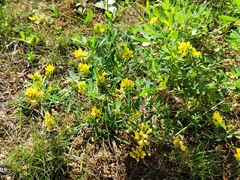 Medicago falcata