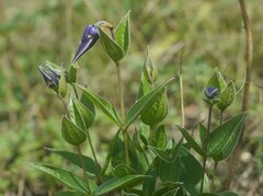 Clematis integrifolia