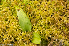 Sphagnum