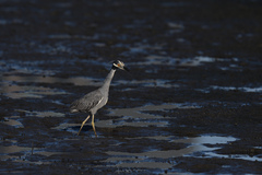 Nyctanassa violacea