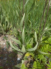 Saussurea amara