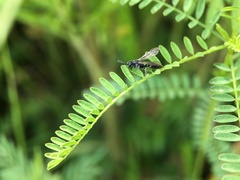 Tiphiinae