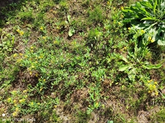 Medicago falcata