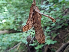 Tilia platyphyllos