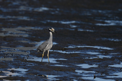 Nyctanassa violacea